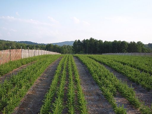 Asack and Son Transplant beds